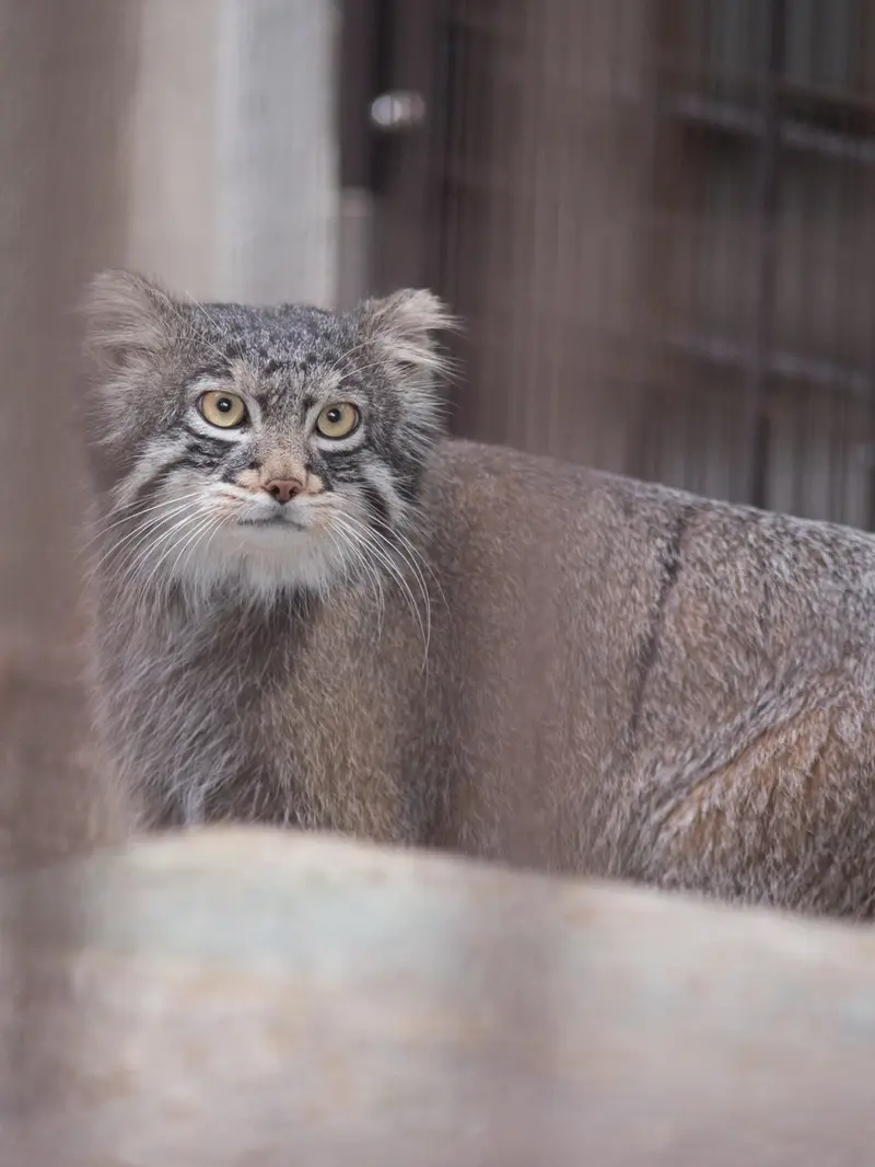 野毛山動物園のフィーガの写真