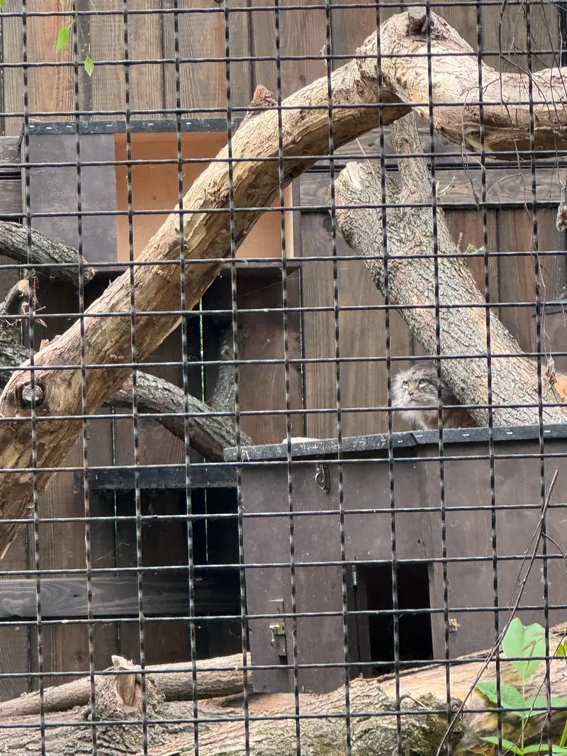 ワルシャワ動物園のジェシーの写真