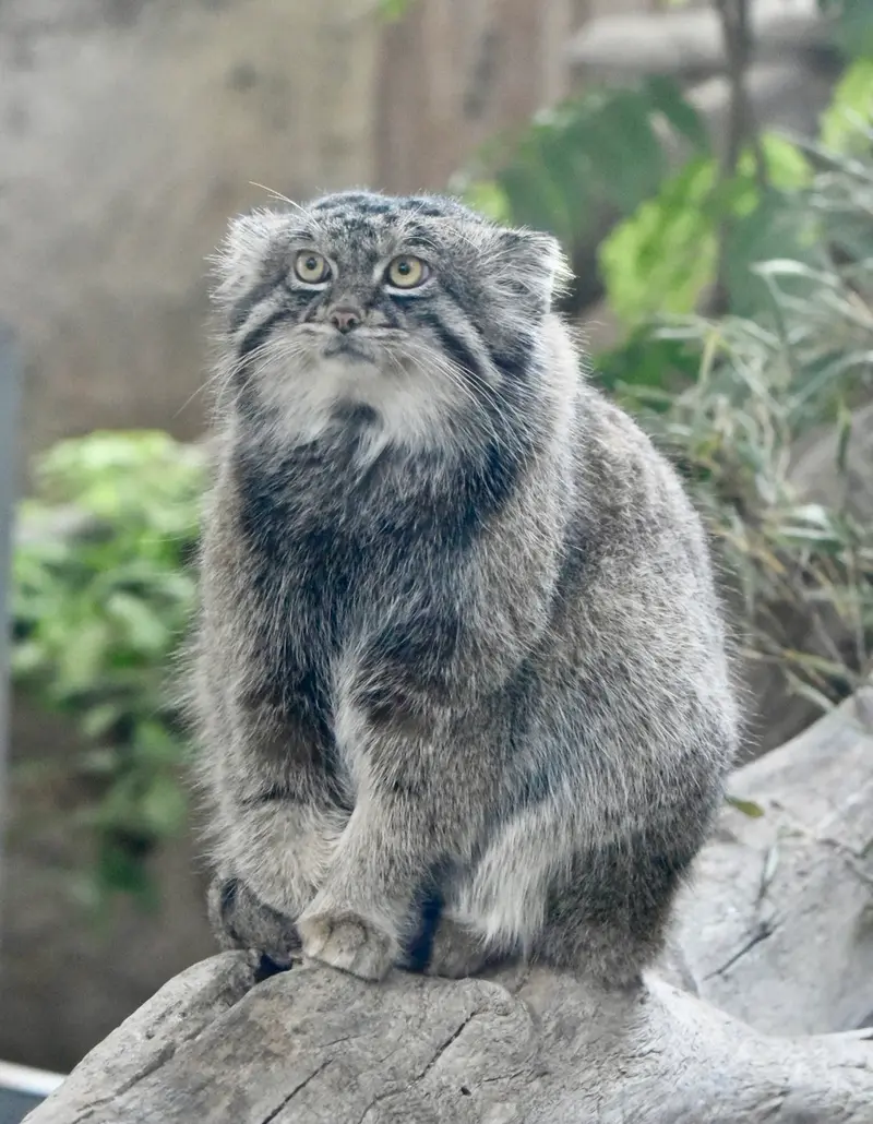 神戸どうぶつ王国のナルの写真