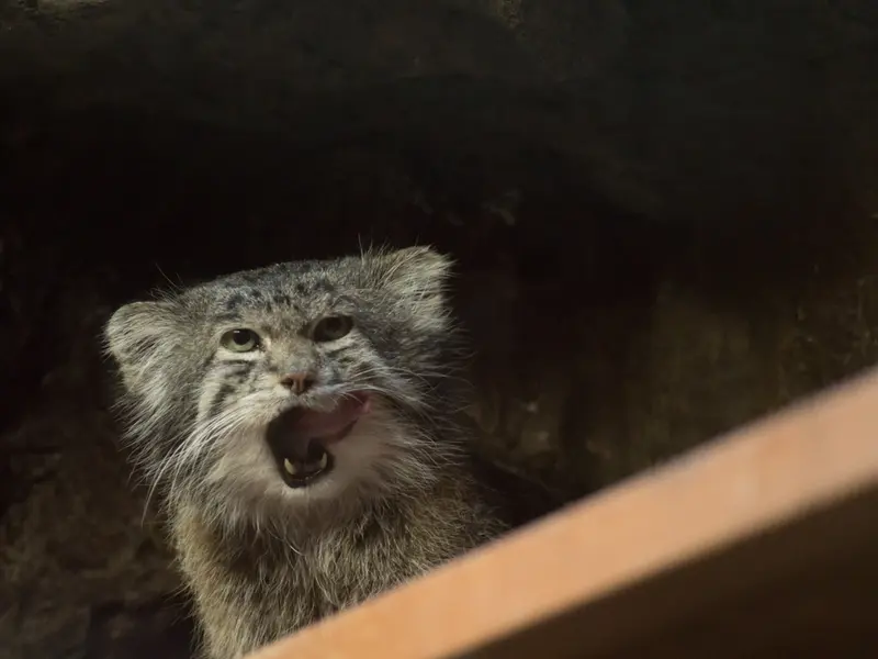 恩賜上野動物園のクリョンの写真