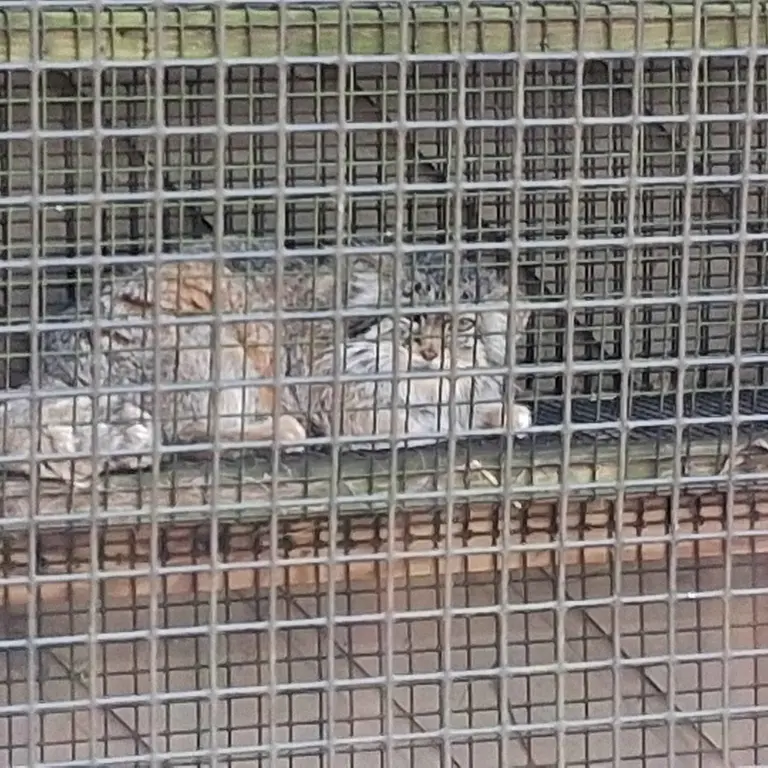 ミラー・パーク動物園のノゾミの写真
