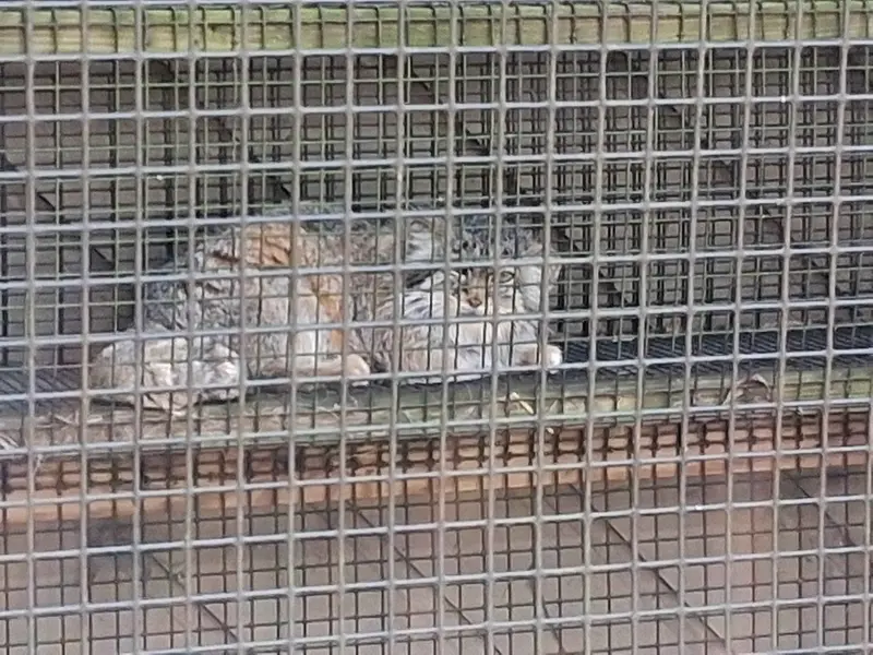 ミラー・パーク動物園のノゾミの写真