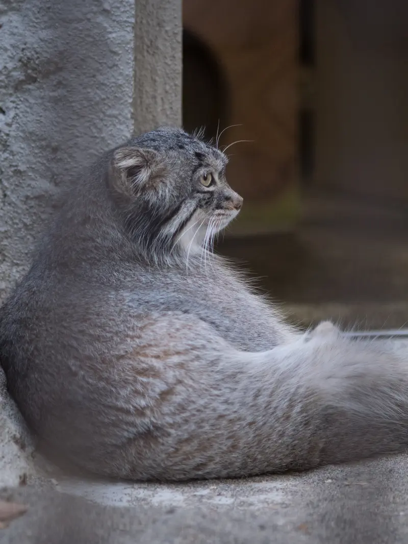 野毛山動物園のフィーガの写真