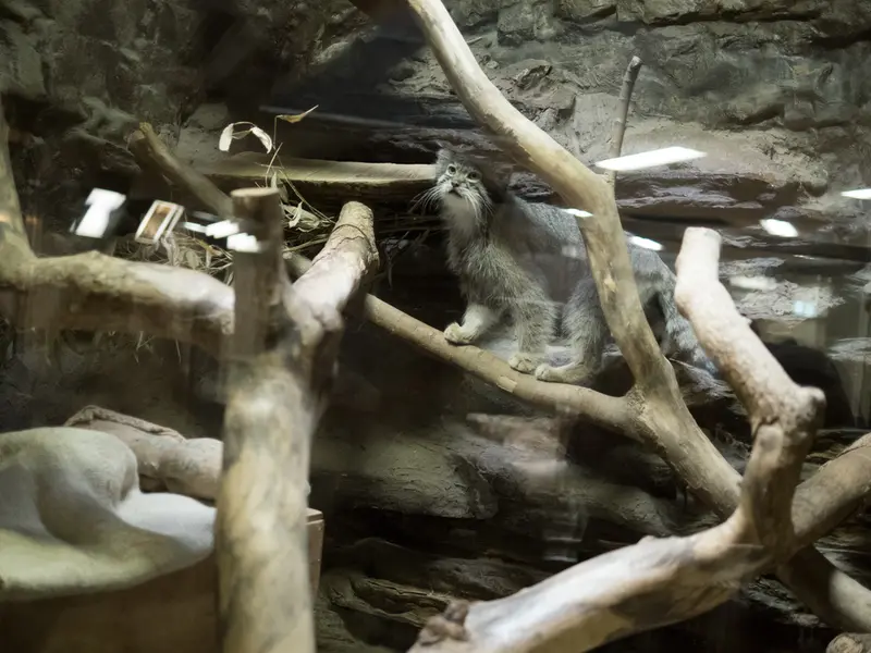 恩賜上野動物園のクリョンの写真