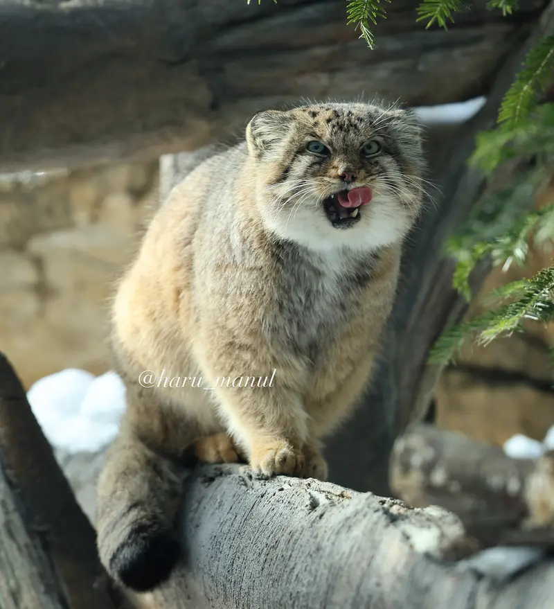 那須どうぶつ王国のボルの写真