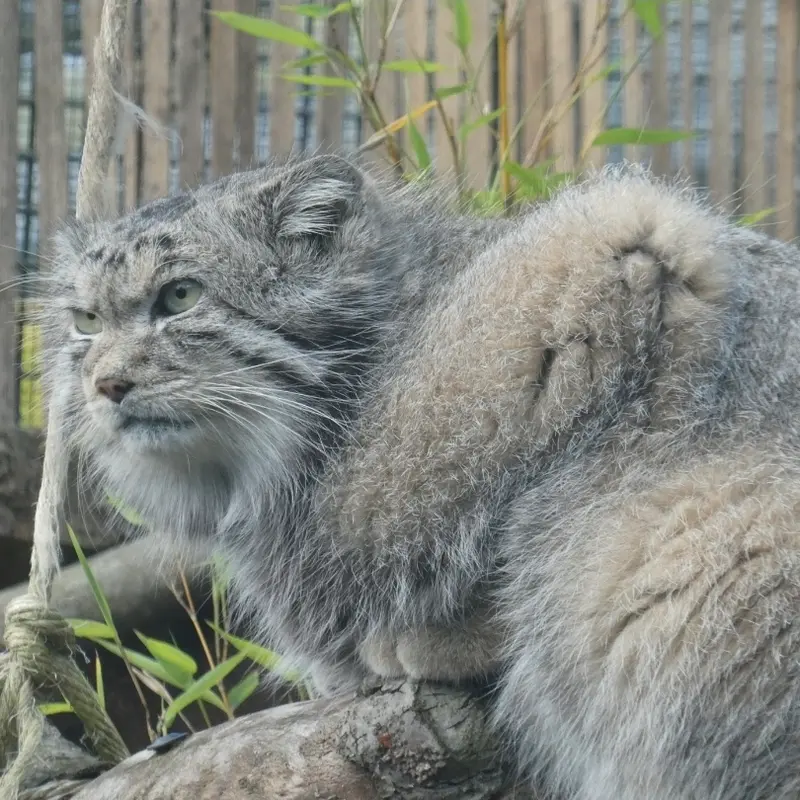 エディンバラ動物園のアキコの写真