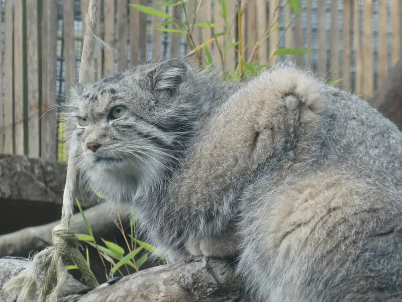 エディンバラ動物園のアキコの写真
