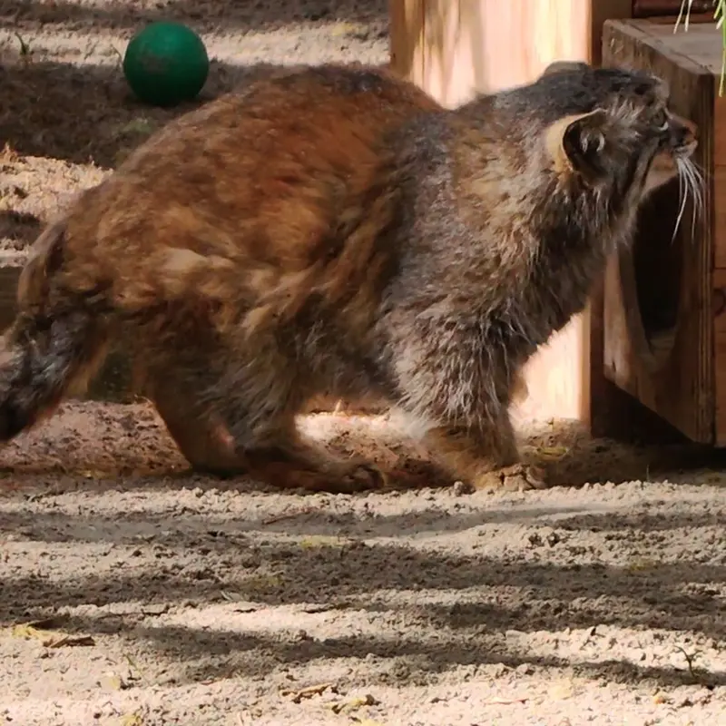ノヴォシビルスク動物園のマヌルネコの写真