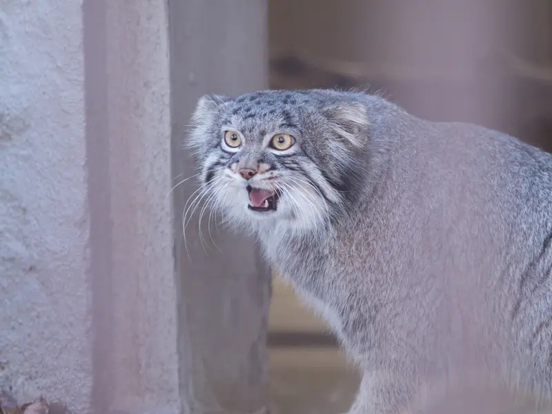 野毛山動物園のフィーガの写真