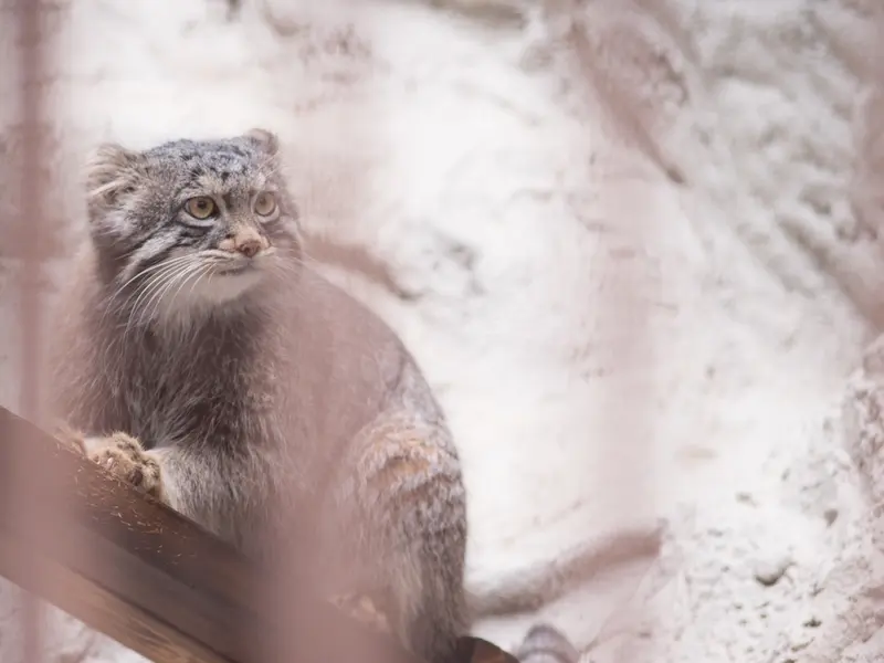 野毛山動物園のフィーガの写真