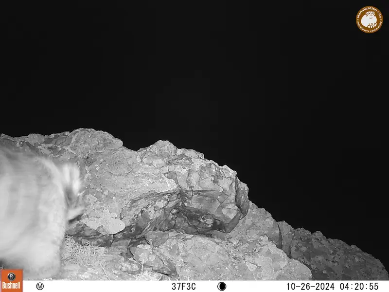 ベッショキー1カメラトラップで撮影したOtocolobus manul manulの写真