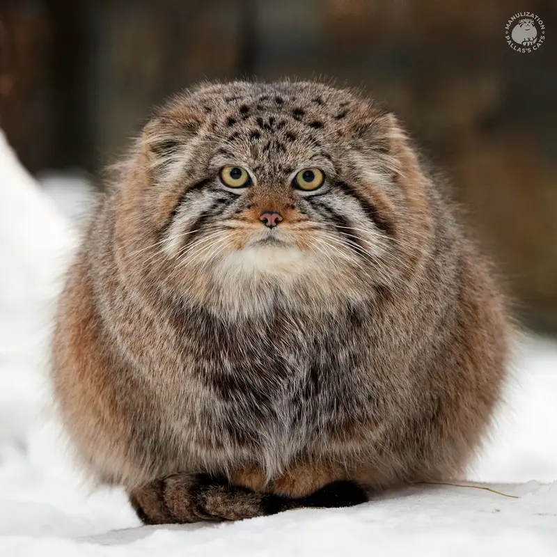 ノヴォシビルスク動物園のボリスの写真