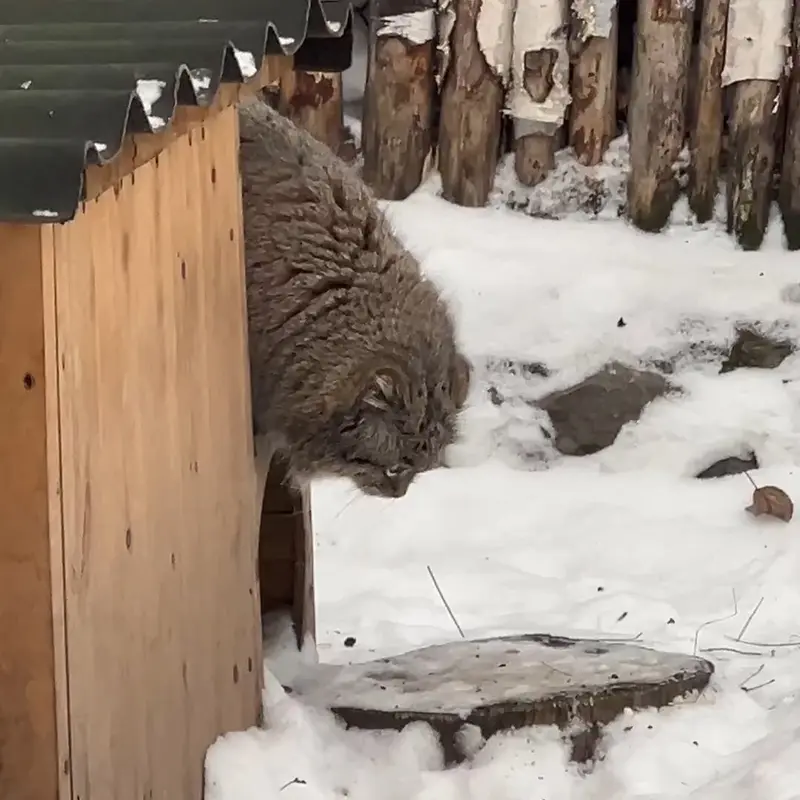 ノヴォシビルスク動物園のマヌルネコの写真