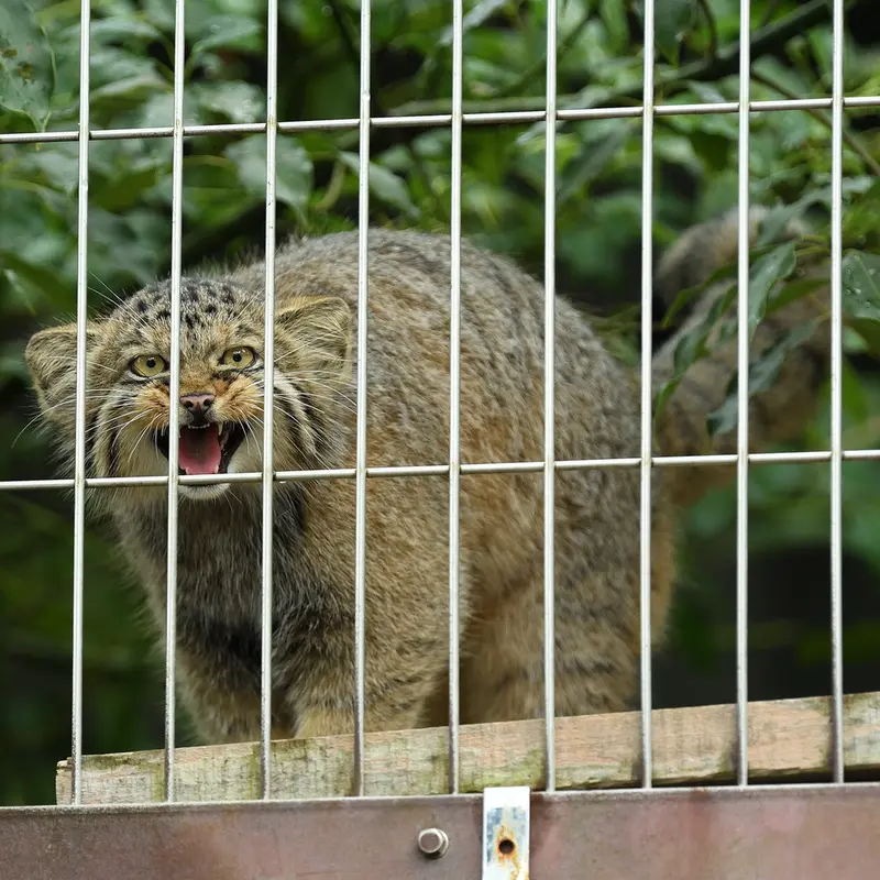 東山動植物園のマヌルネコの写真