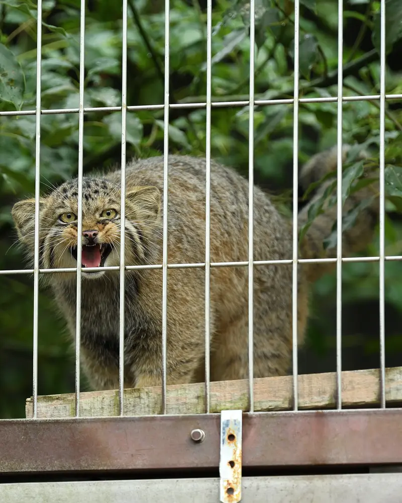 東山動植物園のマヌルネコの写真