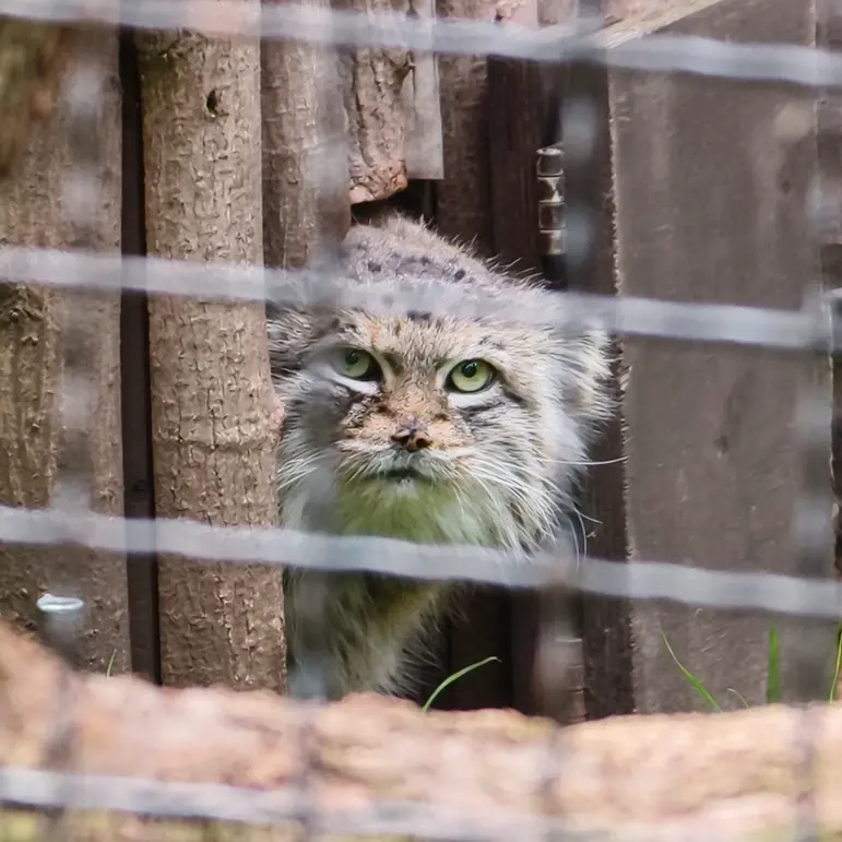 ワルシャワ動物園のジェシーの写真