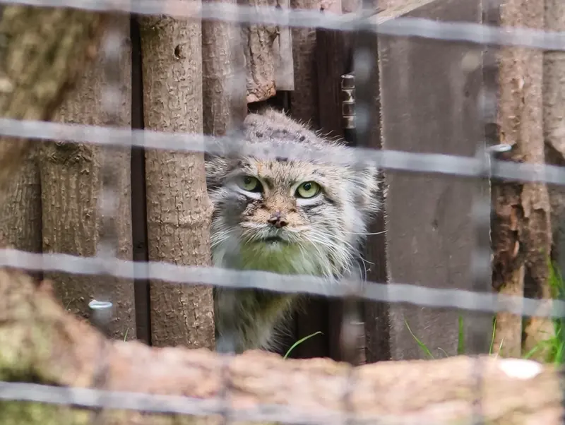 ワルシャワ動物園のジェシーの写真