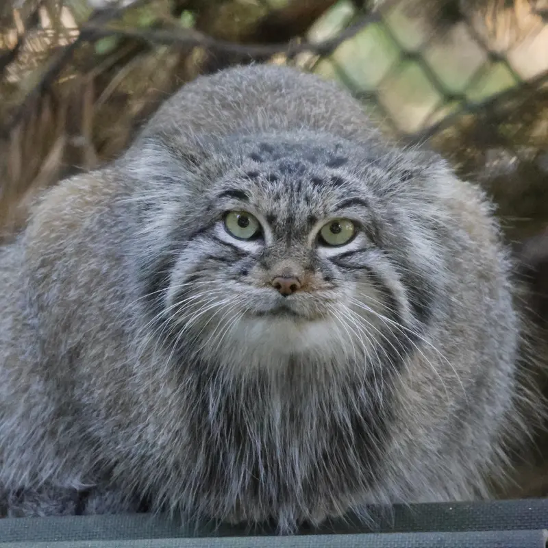 ノヴォシビルスク動物園のスネジンカの写真