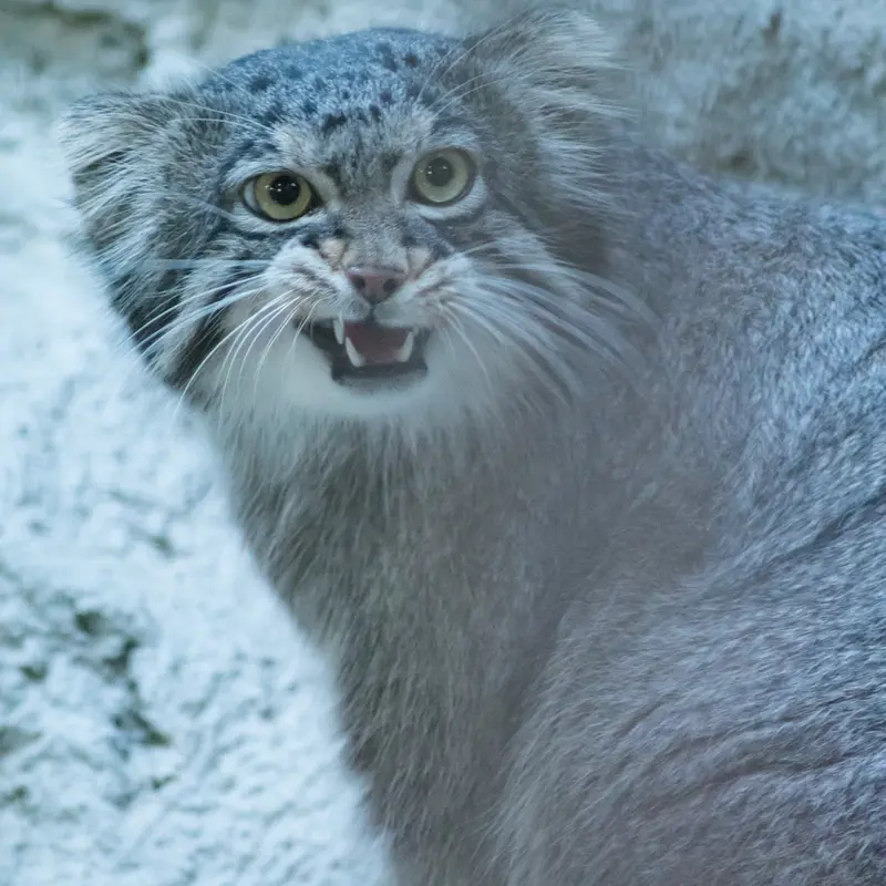 野毛山動物園のフィーガの写真