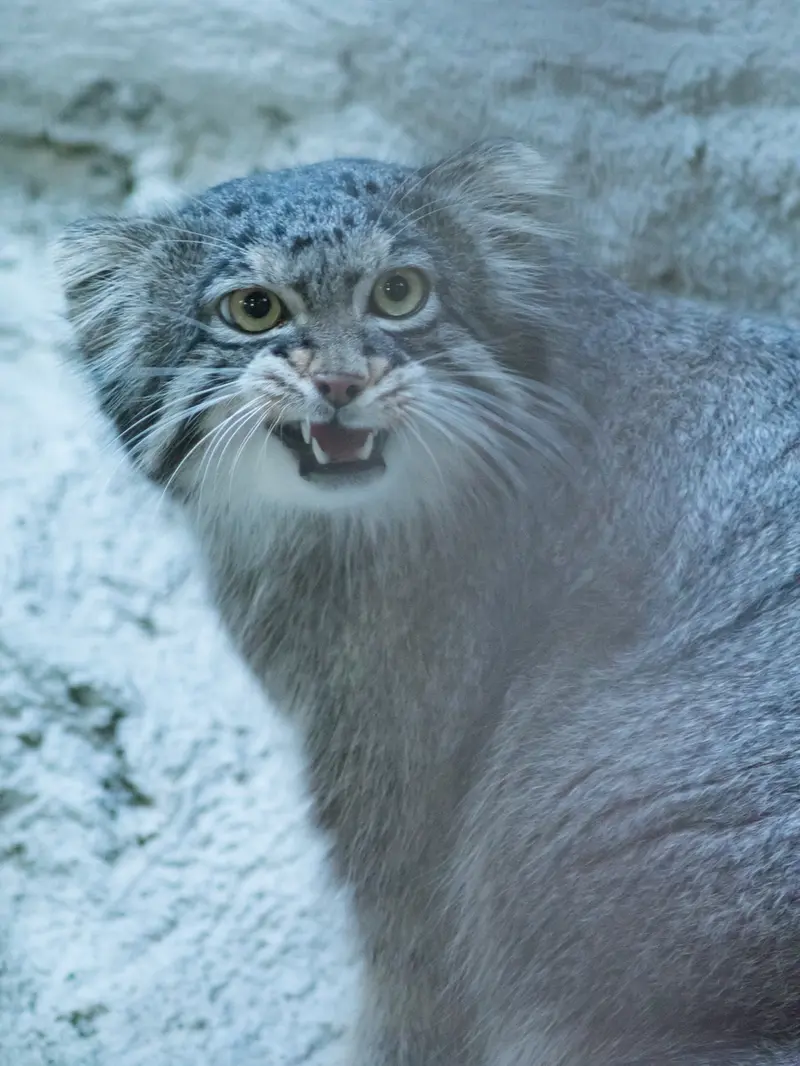 野毛山動物園のフィーガの写真
