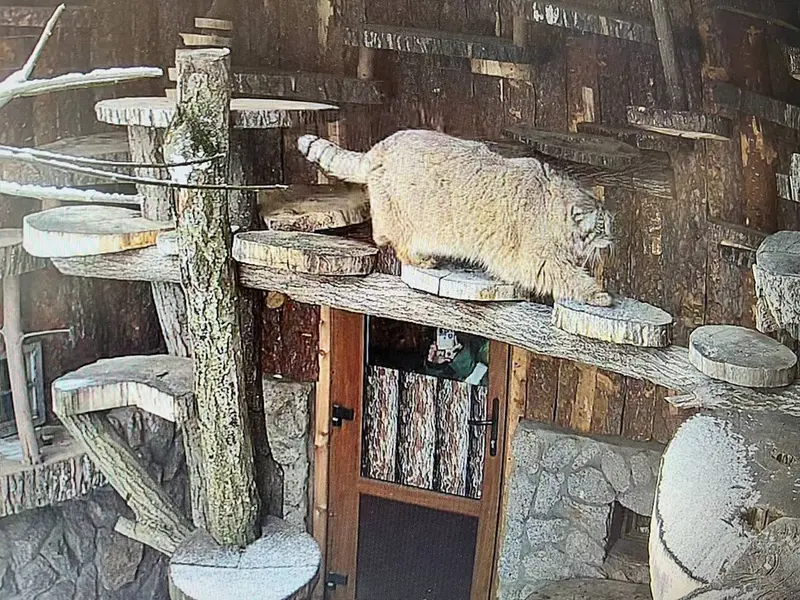 マヌルネコの写真