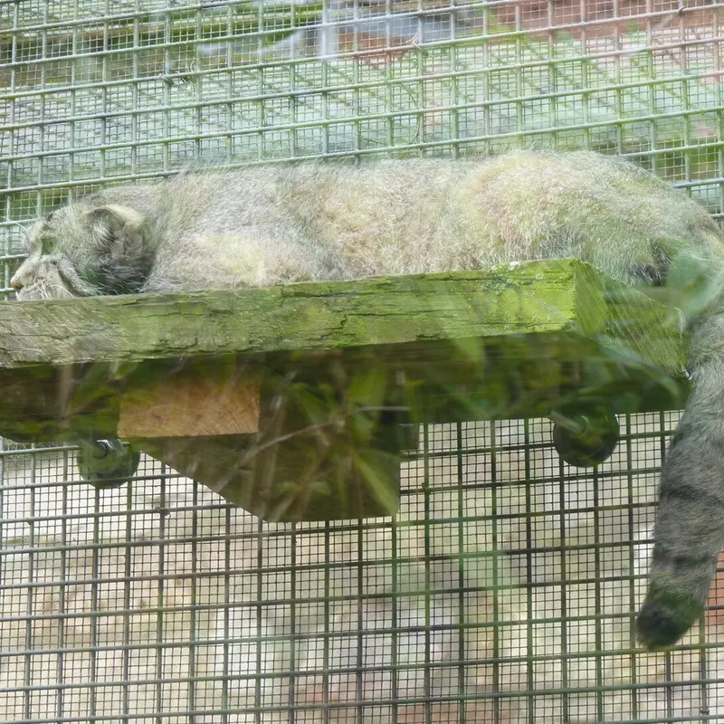 エディンバラ動物園のアキコの写真