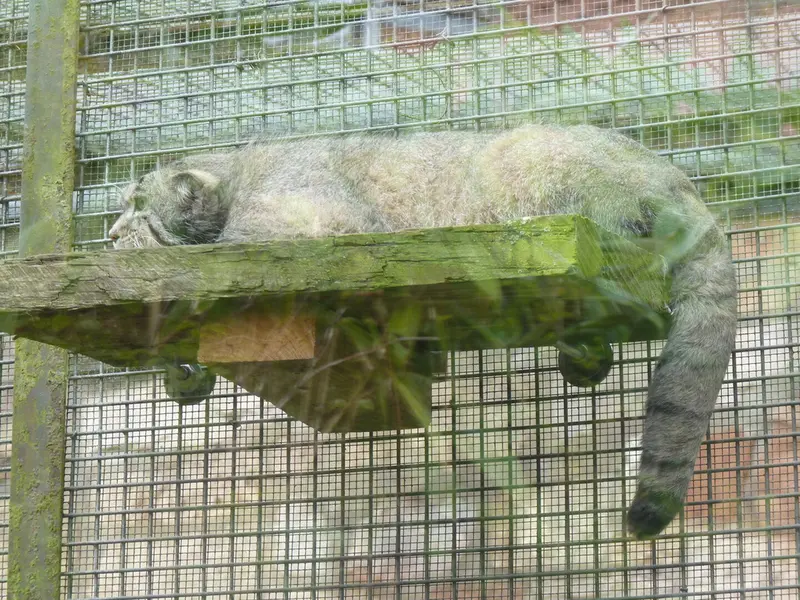 エディンバラ動物園のアキコの写真