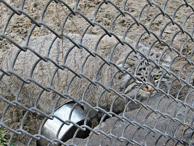 ノヴォシビルスク動物園のマヌルネコの写真
