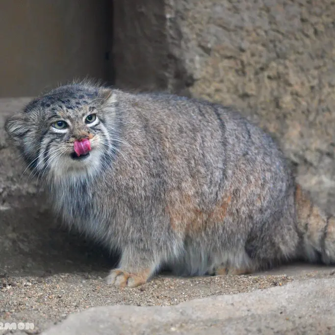 神戸どうぶつ王国のアズの写真