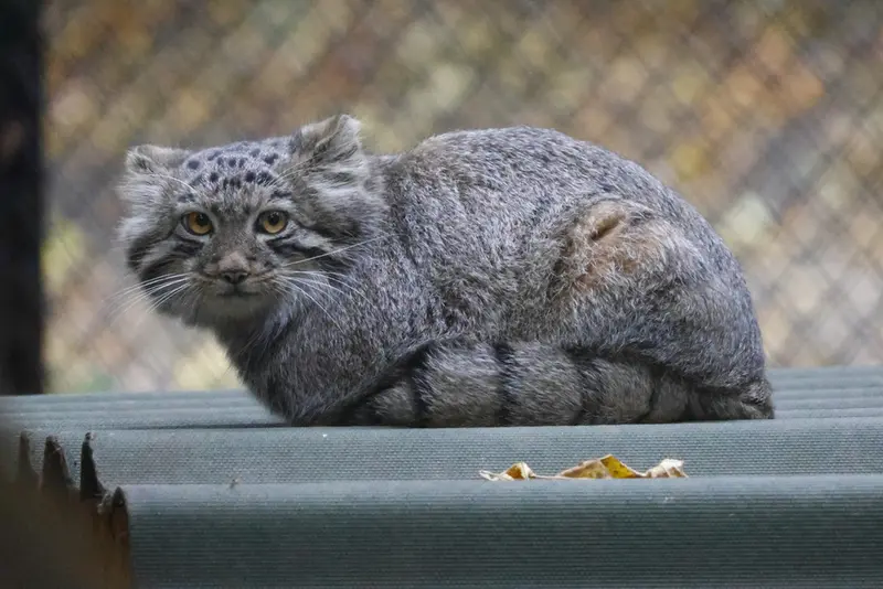 ノヴォシビルスク動物園のスネジャナの息子 b.2026 Ⅲの写真