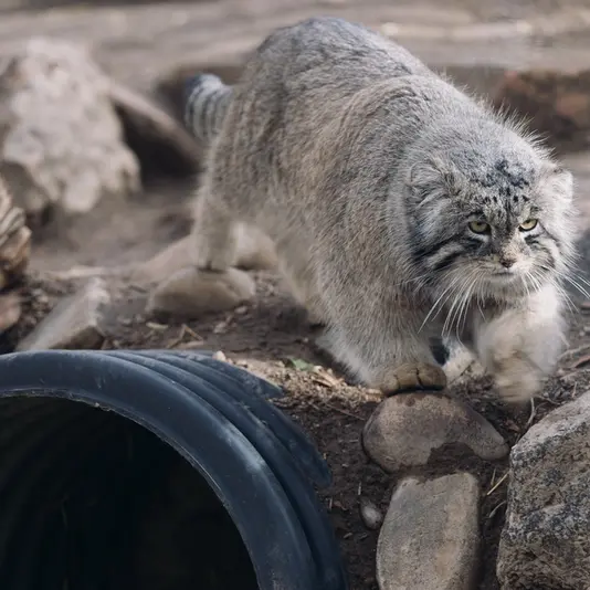 プエブロ動物園のタイ・チーの写真