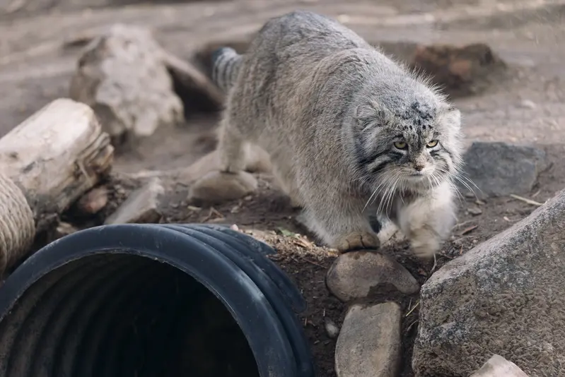 プエブロ動物園のタイ・チーの写真