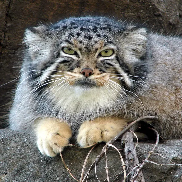神戸市立王子動物園のマヌルネコのモチ