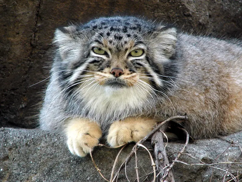 神戸市立王子動物園のモチの写真