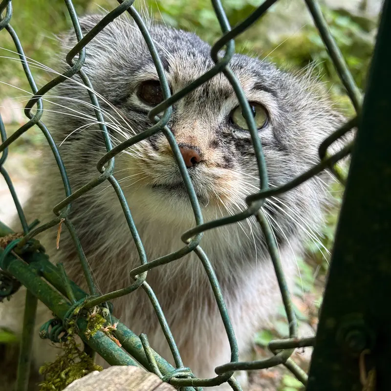 オペル動物園のバトゥの写真