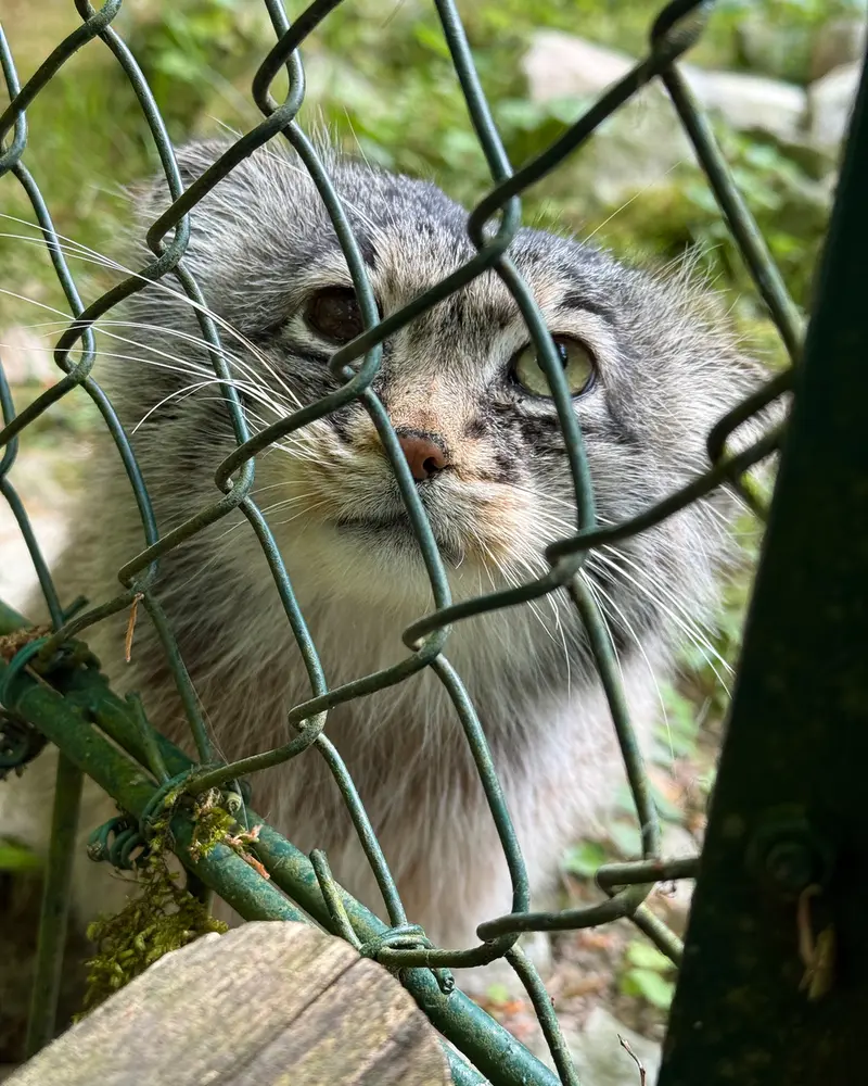 オペル動物園のバトゥの写真