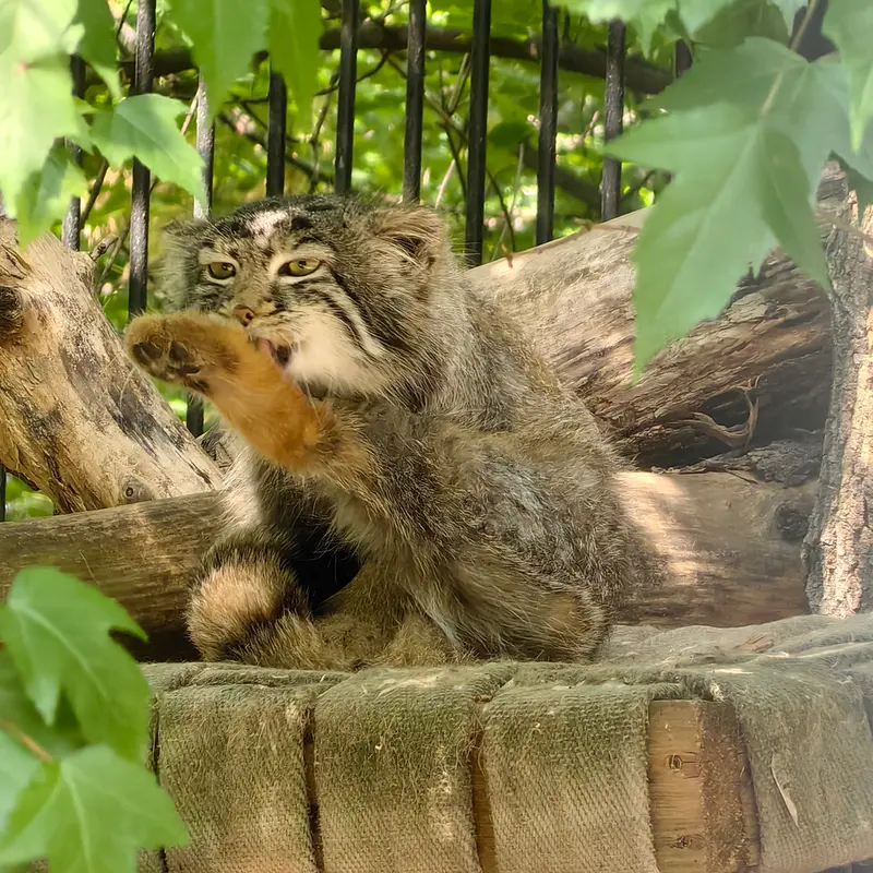 ノヴォシビルスク動物園のスキフの写真