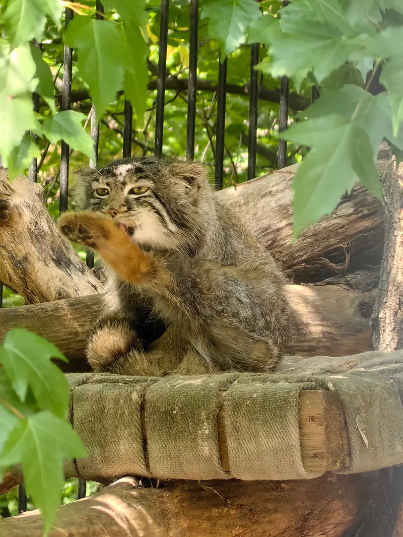 ノヴォシビルスク動物園のスキフの写真