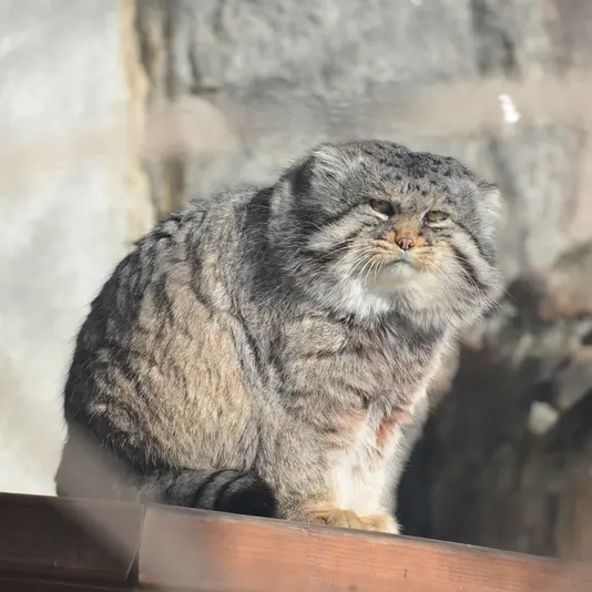 モスクワ動物園のヴァディムの写真