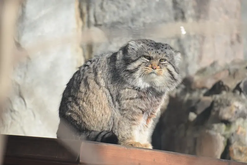 モスクワ動物園のヴァディムの写真