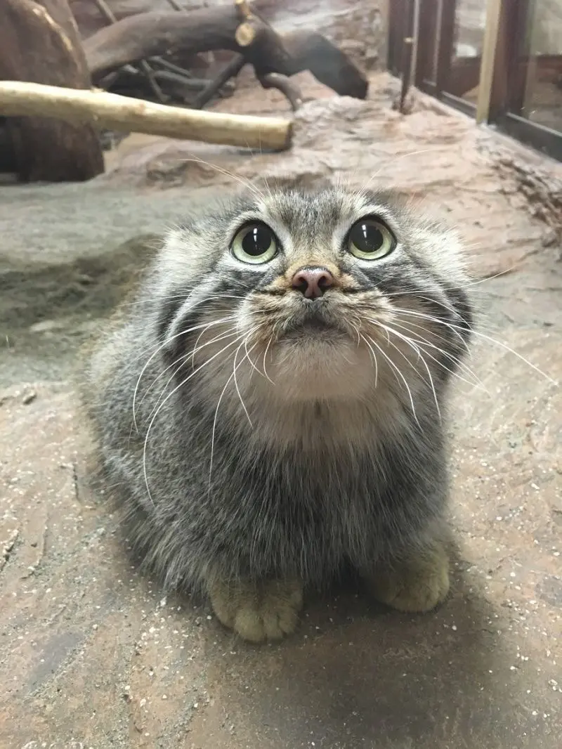 マヌルネコの写真