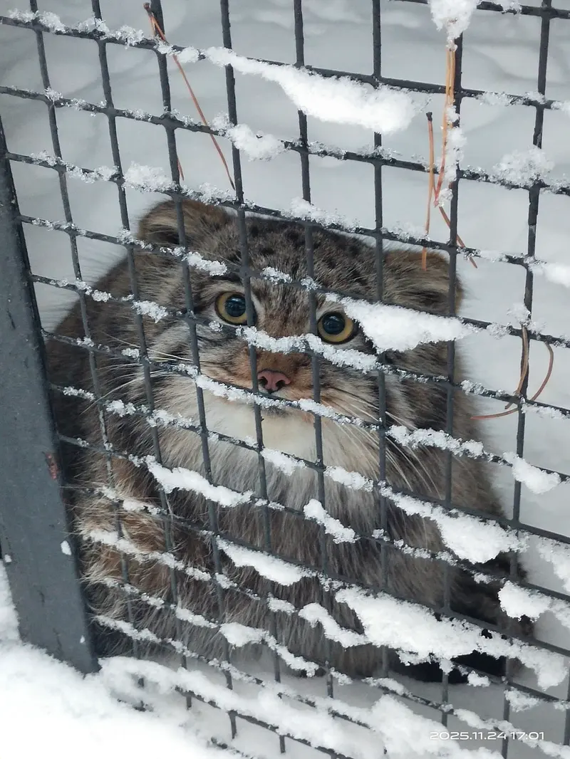 ノヴォシビルスク動物園のグレイの写真