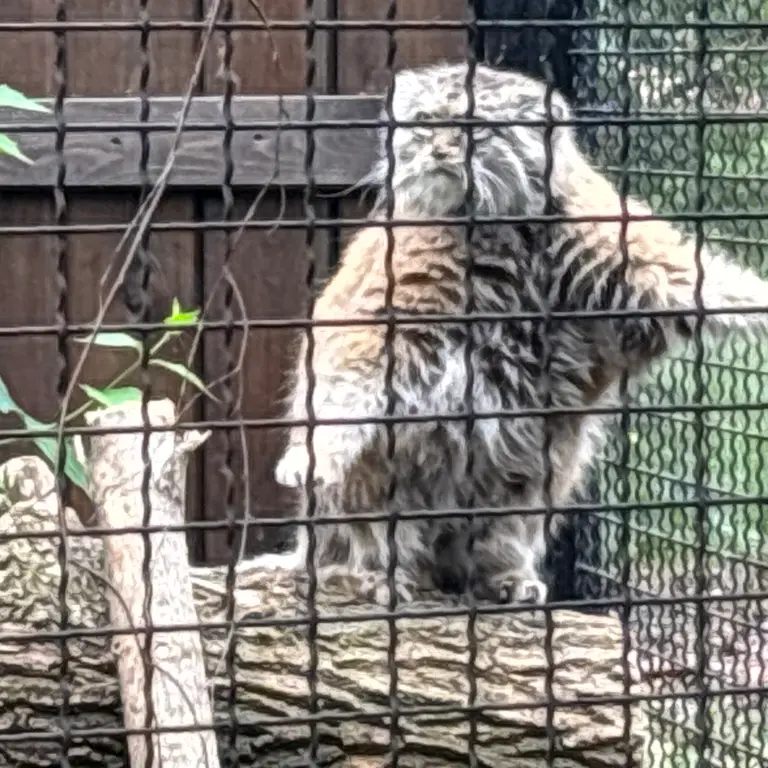 ワルシャワ動物園のジェシーの写真
