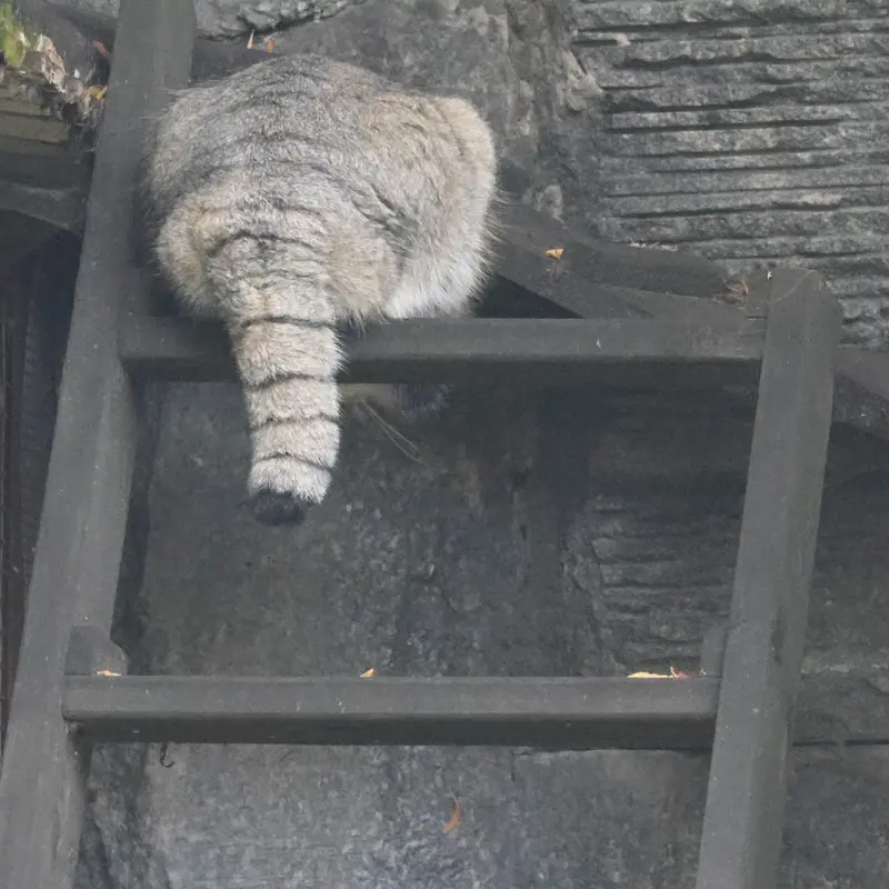 モスクワ動物園のティモフェイの写真