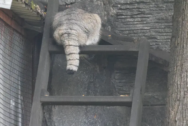 モスクワ動物園のティモフェイの写真