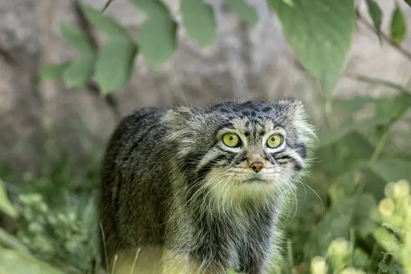 モスクワ動物園のティモフェイの写真