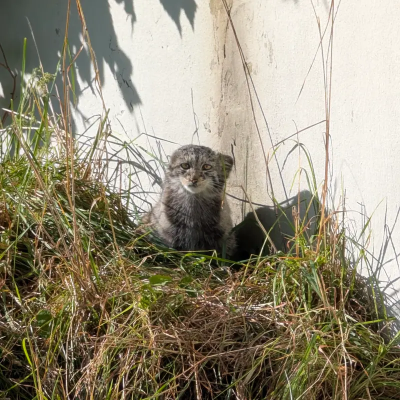 コルケアサーリ動物園のサイミの写真
