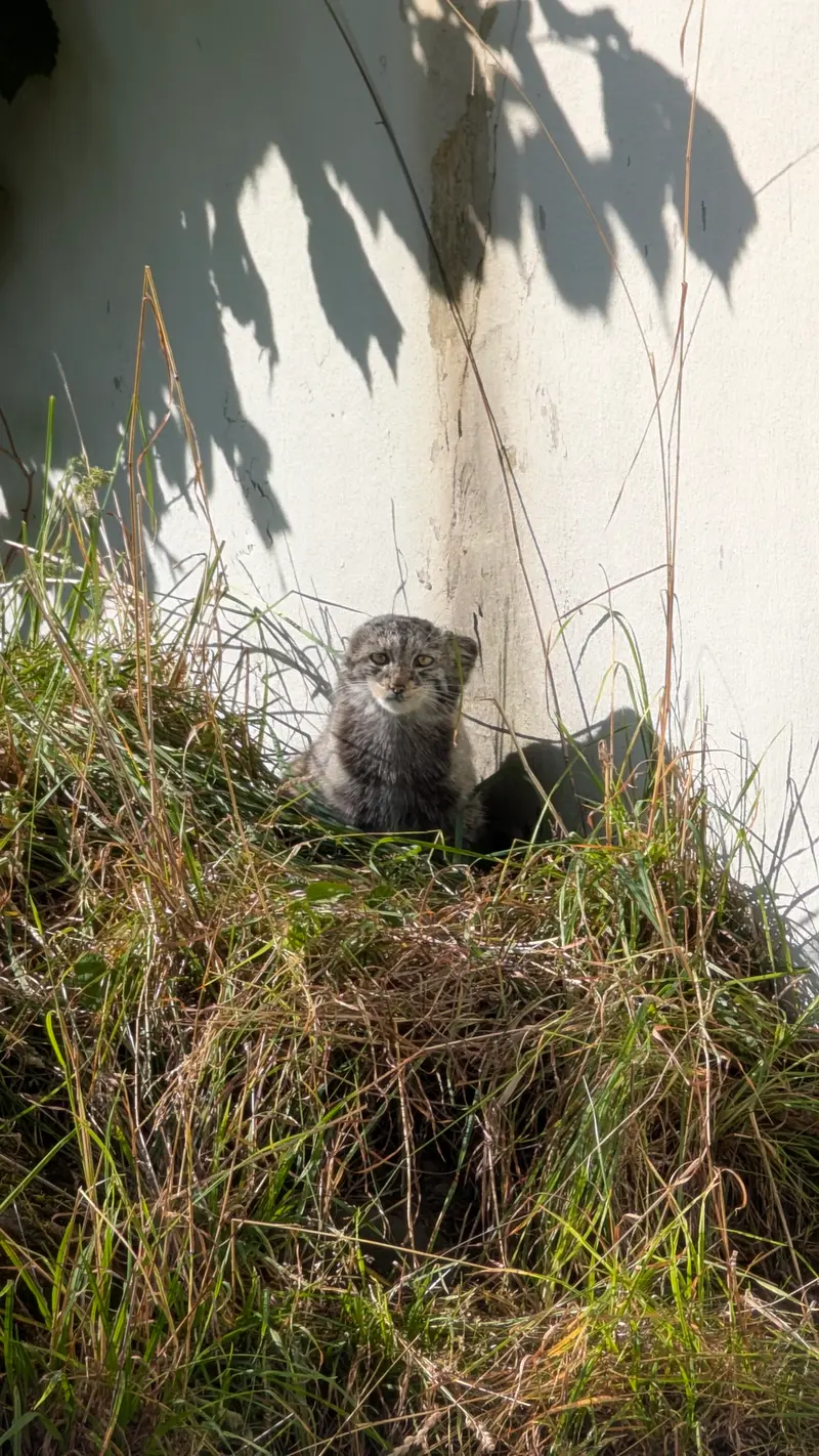 コルケアサーリ動物園のサイミの写真