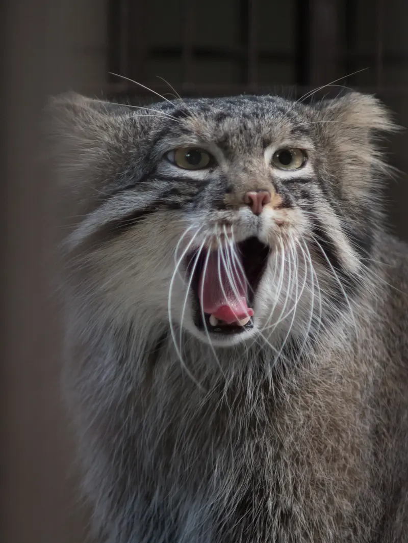 野毛山動物園のフィーガの写真