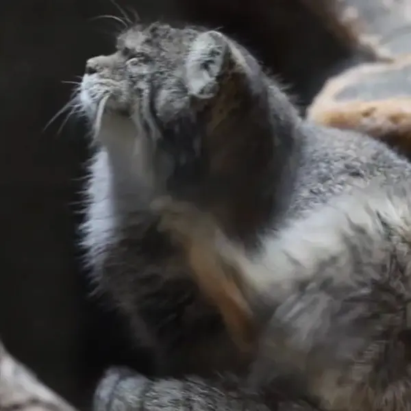 恩賜上野動物園のマヌルネコの写真